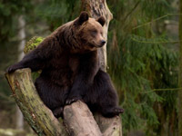 В Тюменской области увеличилась популяция медведей
