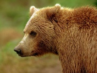 В Финляндии открылся сезон охоты на медведей