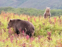 В следующем сезоне на Камчатке охотникам разрешат добыть 1250 медведей