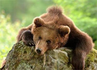 В Башкирии запрещена охота на медведя