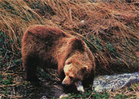 Особенности поведения и характера медведя