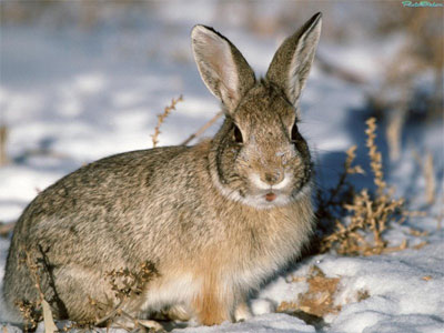 Охота на зайца по пороше : заяц, охота : Статьи об охоте и рыбалке :  ОХОТНИК.RU