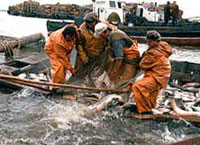 Камчатка в год теряет более 50 тысяч тонн лосося из-за браконьеров