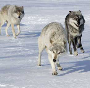 Облавные охоты на волка