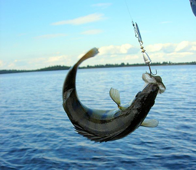 Рыбалка. Леска или шнур