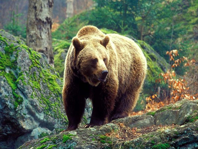 Охота на медведя на засидках