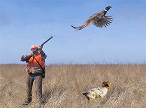 Особенности охоты на фазана