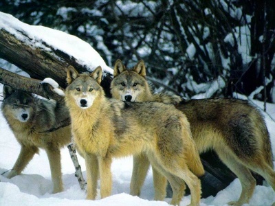 О волках и охоте на них