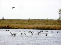 Предварительные сроки открытия осенней охоты 2012