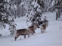 В Мурманской области на 3 года запретили охоту на лося и оленя