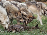 В Пензенской области волки атакуют людей
