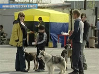 В Излучинске (ХМАО) прошла выставка сибирских охотничьих собак
