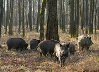 В Нижегородской области подписано постановление о запрете охоты на кабана