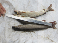 В Коми задержали браконьеров с рыбой