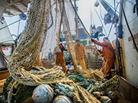 В Приморье выловили более 200 тонн красной рыбы