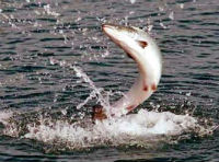 На Сахалине расширят места ловли лосося