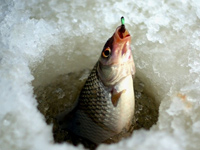 Рыболовный турнир в Московской области. 23 февраля 2013