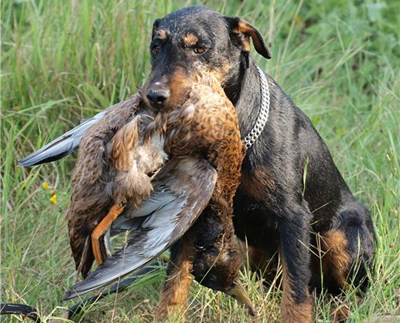 В Минприроды России состоялось совещание о расширении сроков охоты в целях обучения собак охотничьих пород