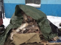 В Мурманске на теплоходе обнаружены шкуры северного оленя