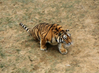 В Приморье обнаружили застреленного тигренка