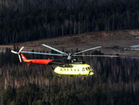 В Самарской области с вертолета пытались найти кабанов, зараженных чумой