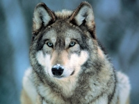 В Иркутской области будут обучать желающих новым способам охоты на волка
