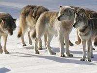 В Якутии вводится режим ЧС из-за нашествия волков
