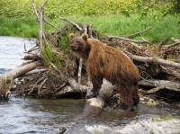 Охотникам разрешили добычу 600 особей камчатского медведя